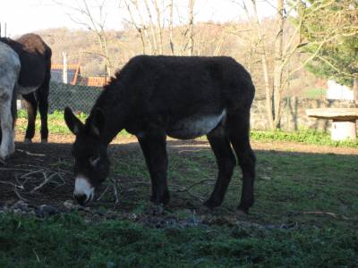 Ane des pyr&eacute;n&eacute;es catalan