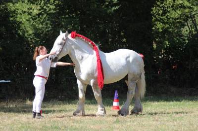 Stallone percheron in vendita 2017 grigio ,  vasco de theuret