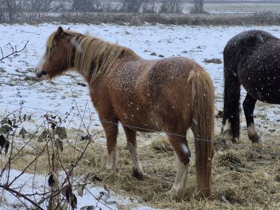 Yegua de ganadería welsh poni (sección a) en venta 2008 alazán roano