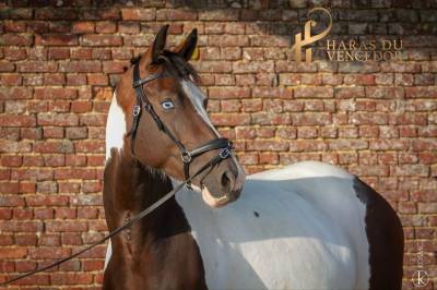Poulini&egrave;re Oldenbourg Tobiano