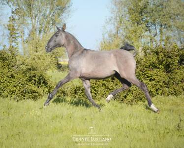 Filly lusitano for sale 2025 grullo
