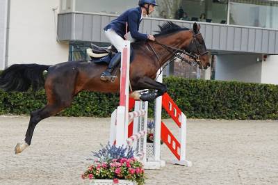 Caballo salto  -- shabrang att --