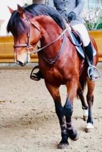 Caballo castrado pfs poni françés de silla en venta 2009 bayo