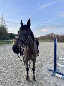 ? à vendre – superbe jument pour famille cavalière con