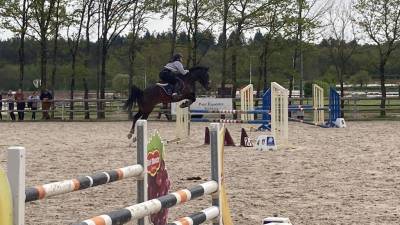Mare French Saddle Pony For loan 2010 Bay