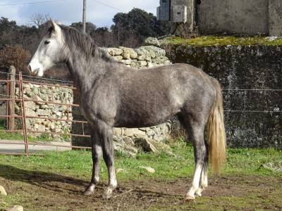 Se vende potra cde con buenos orígenes