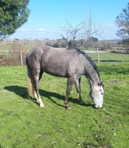 Se vende potra cde con buenos orígenes