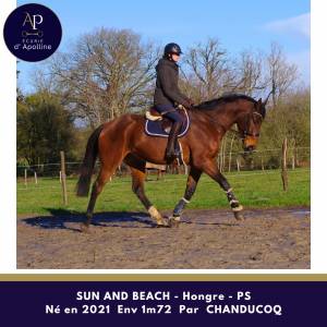 Gelding thoroughbred for sale 2021 bay