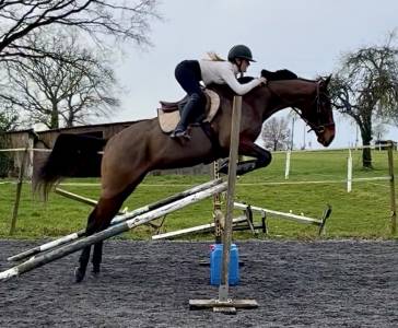 Gelding thoroughbred for sale 2018 bay