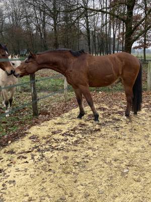 Gelding French Saddle Pony For sale 2021 Bay