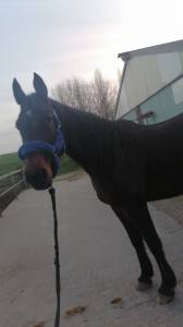 Jument trotteuse de 15 ans 