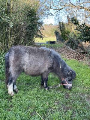 Colt Shetland Pony For sale 2025 Grey