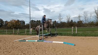 Gelding selle français for sale 2022 grey