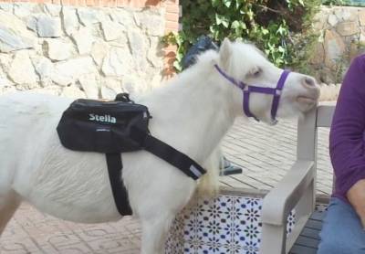 Caballo miniatura de terapias 10 a&ntilde;os con experiencia