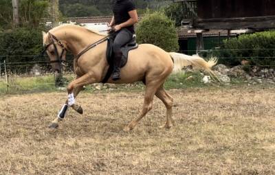 único de tam : semental para cubriciones 