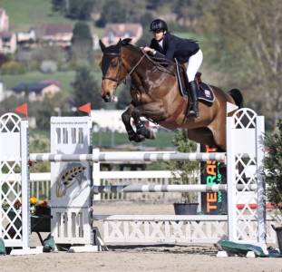 à louer  - cheval de sport confirmé 