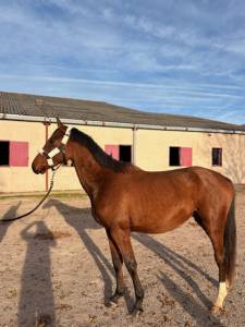 Caballo entero silla francés en venta 2023 bayo por canturo