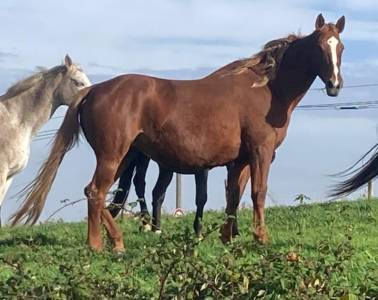 Poulinière sport excellente génétique