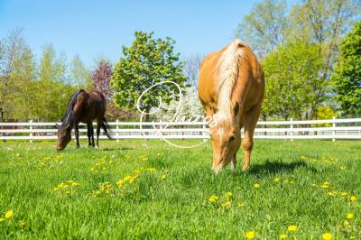 écurie  proche évreux  4 hectares
