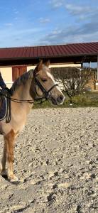 Gelding French Saddle Pony For sale 2021 Other color
