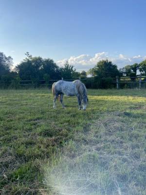 Broodmare Welsh Pony (Section A) For sale 2019 Grey