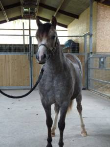 Filly Welsh Pony (Section A) For sale 2024 Grey