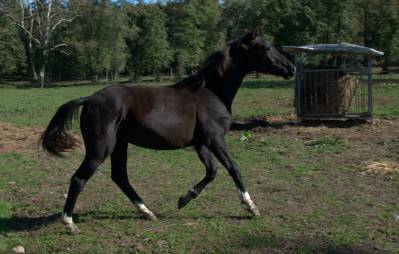 Puledro masaf del 2024