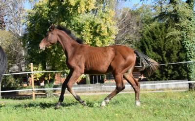 Puledra masaf del 2025