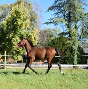 Puledro masaf del 2025