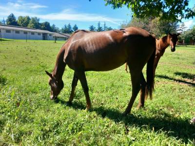 Cavalla trotter del 2023