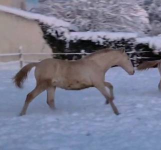 Mâle pre de robe crème panolo des dieux