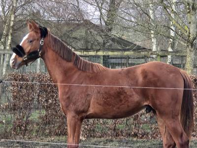 Superbe poulain bwp de dressage
