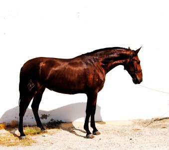 Potra castaña de categoría