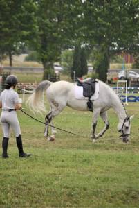 Selle dressage wintec