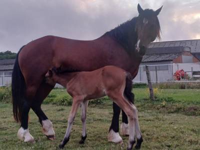 Ruin welsh partbred te koop 2025 donker bruin / bai