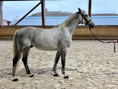 Superbe hongre gris de 11ans  -sf - cso / loisir 