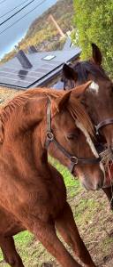 Petit étalon à vendre 