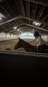 Demi pension pour jument de 5ans bloom 