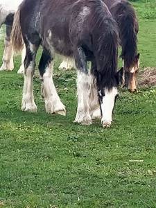 Puledra gypsy cob in vendita 2025 sabino