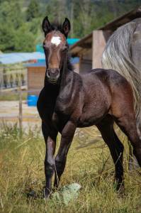 Colt French Saddle Pony For sale 2025 Grey