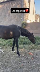 Jument de 2023 à vendre 