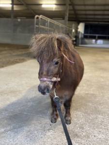 Qontesse van de waterkant - shetland 3,5y