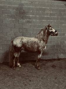 Poney appaloosa
