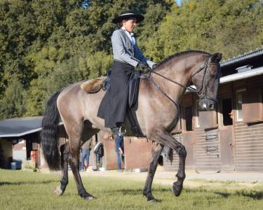 Onyx des ocres - lusitano 2017