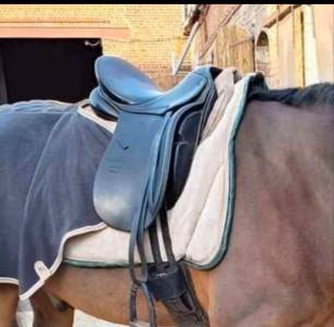 Selle dressage stubben 17