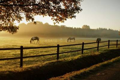 Fonds de commerce - centre équestre et pension