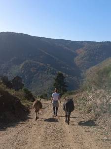 Gaya - &Acirc;nesse commune