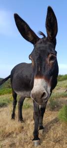 Asno Altre Razze di Asini In vendita 2011 Nero