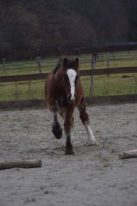 Colt Tinker For sale 2025 Bay