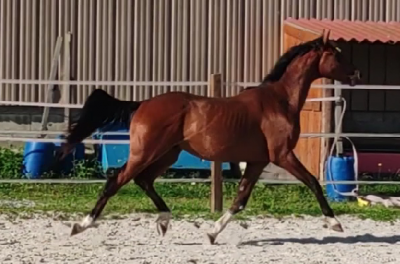 Gelding selle français for sale 2022 bay